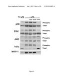 Surfactant Lipids, Compositions Thereof, and Uses Thereof diagram and image