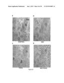 Surfactant Lipids, Compositions Thereof, and Uses Thereof diagram and image