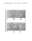 Surfactant Lipids, Compositions Thereof, and Uses Thereof diagram and image