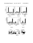 Isoform of Bruton s Tyrosine Kinase (BTK) Protein diagram and image