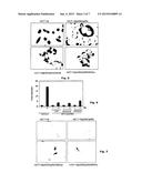 Isoform of Bruton s Tyrosine Kinase (BTK) Protein diagram and image