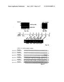 Isoform of Bruton s Tyrosine Kinase (BTK) Protein diagram and image