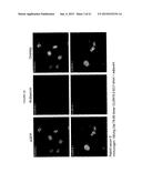 TUMOR VACCINATION INVOLVING A HUMORAL IMMUNE RESPONSE AGAINST     SELF-PROTEINS diagram and image