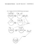 MATRIX METALLOPROTEINASE CLEAVABLE PROTEIN POLYMERS FOR CANCER GENE     THERAPY diagram and image