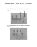 MATRIX METALLOPROTEINASE CLEAVABLE PROTEIN POLYMERS FOR CANCER GENE     THERAPY diagram and image