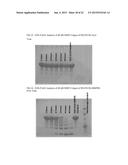 MATRIX METALLOPROTEINASE CLEAVABLE PROTEIN POLYMERS FOR CANCER GENE     THERAPY diagram and image