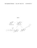 Anti-PSMA Antibodies Conjugated to Nuclear Receptor Ligand Polypeptides diagram and image