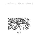 Endoribonuclease and Methods of Use Thereof diagram and image