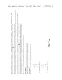 Endoribonuclease and Methods of Use Thereof diagram and image