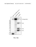 Endoribonuclease and Methods of Use Thereof diagram and image