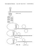 Endoribonuclease and Methods of Use Thereof diagram and image