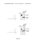 Endoribonuclease and Methods of Use Thereof diagram and image