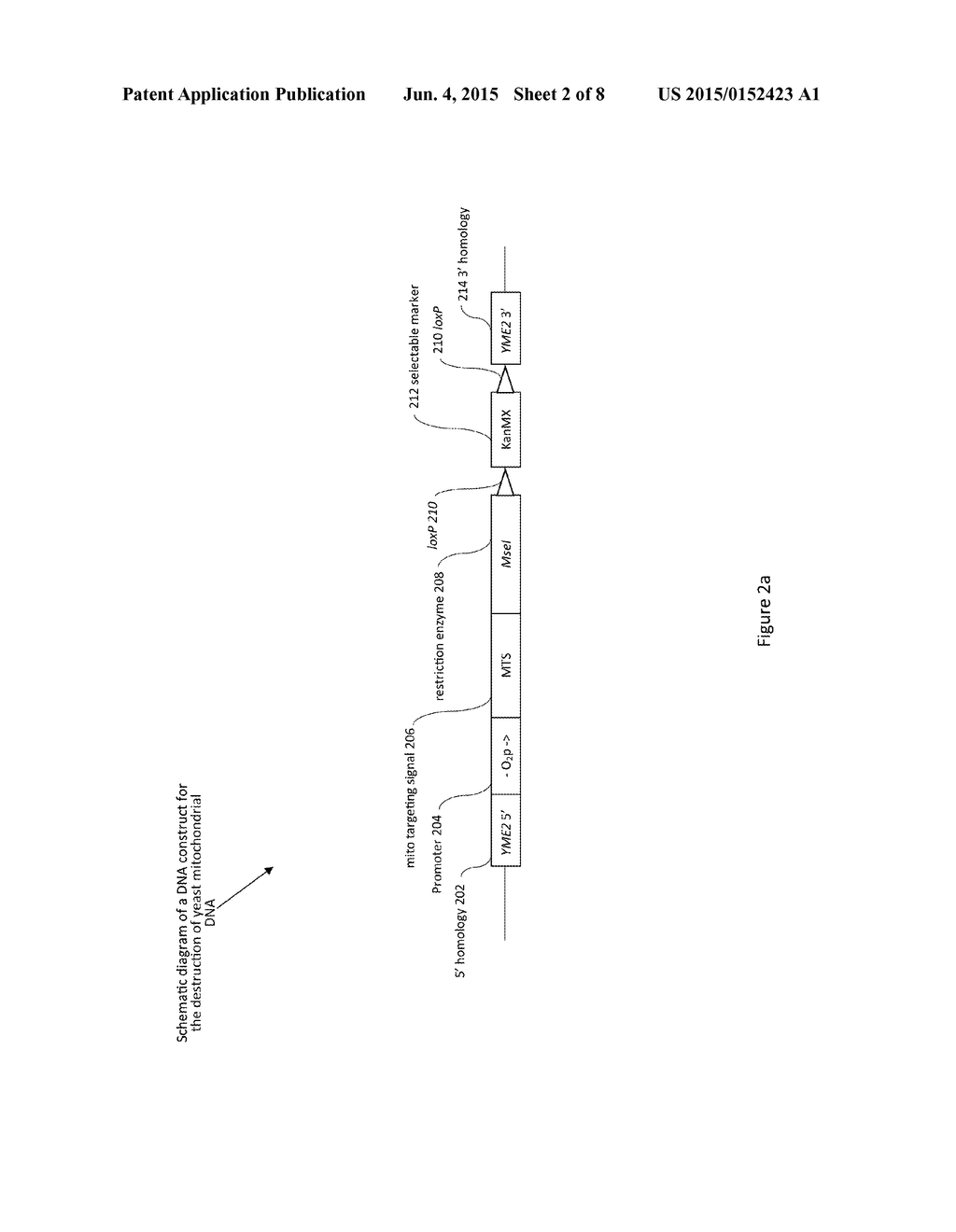 METHOD FOR ENHANCED FERMENTATION THROUGH THE DESTRUCTION OF MITOCHONDRIAL     DNA IN YEAST - diagram, schematic, and image 03