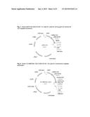 PLANTS WITH INCREASED YIELD AND A METHOD FOR MAKING THE SAME diagram and image