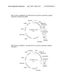 PLANTS WITH INCREASED YIELD AND A METHOD FOR MAKING THE SAME diagram and image