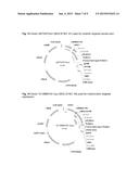 PLANTS WITH INCREASED YIELD AND A METHOD FOR MAKING THE SAME diagram and image