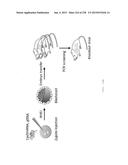 THERAPEUTIC USES OF GENOME EDITING WITH CRISPR/Cas SYSTEMS diagram and image