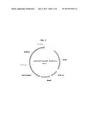 METHOD OF USING ALPHA-AMYLASE FROM ASPERGILLUS CLAVATUS FOR     SACCHARIFICATION diagram and image