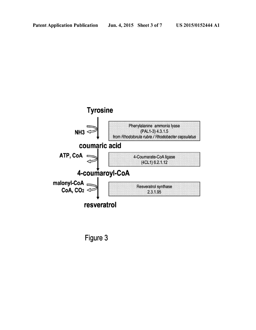 METABOLICALLY ENGINEERED CELLS FOR THE PRODUCTION OF RESVERATROL OR AN     OLIGOMERIC OR GLYCOSIDICALLY-BOUND DERIVATIVE THEREOF - diagram, schematic, and image 04