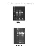 CELLS DEFICIENT IN CMP-N-ACETYLNEURAMINIC ACID HYDROXYLASE AND/OR     GLYCOPROTEIN ALPHA-1,3-GALACTOSYLTRANSFERASE diagram and image