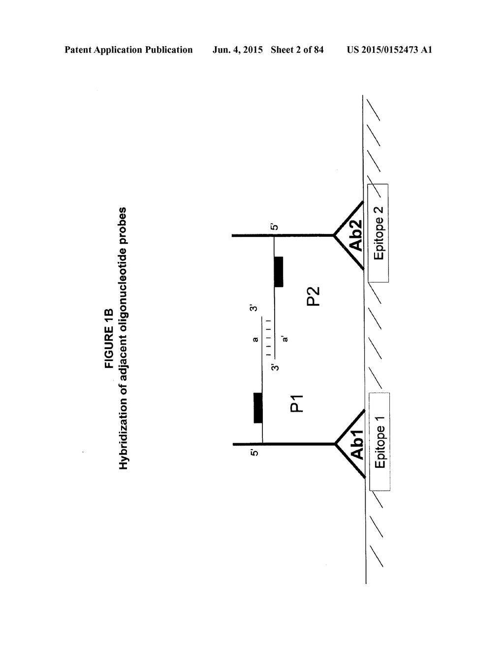 IMMUNO-AMPLIFICATION - diagram, schematic, and image 03