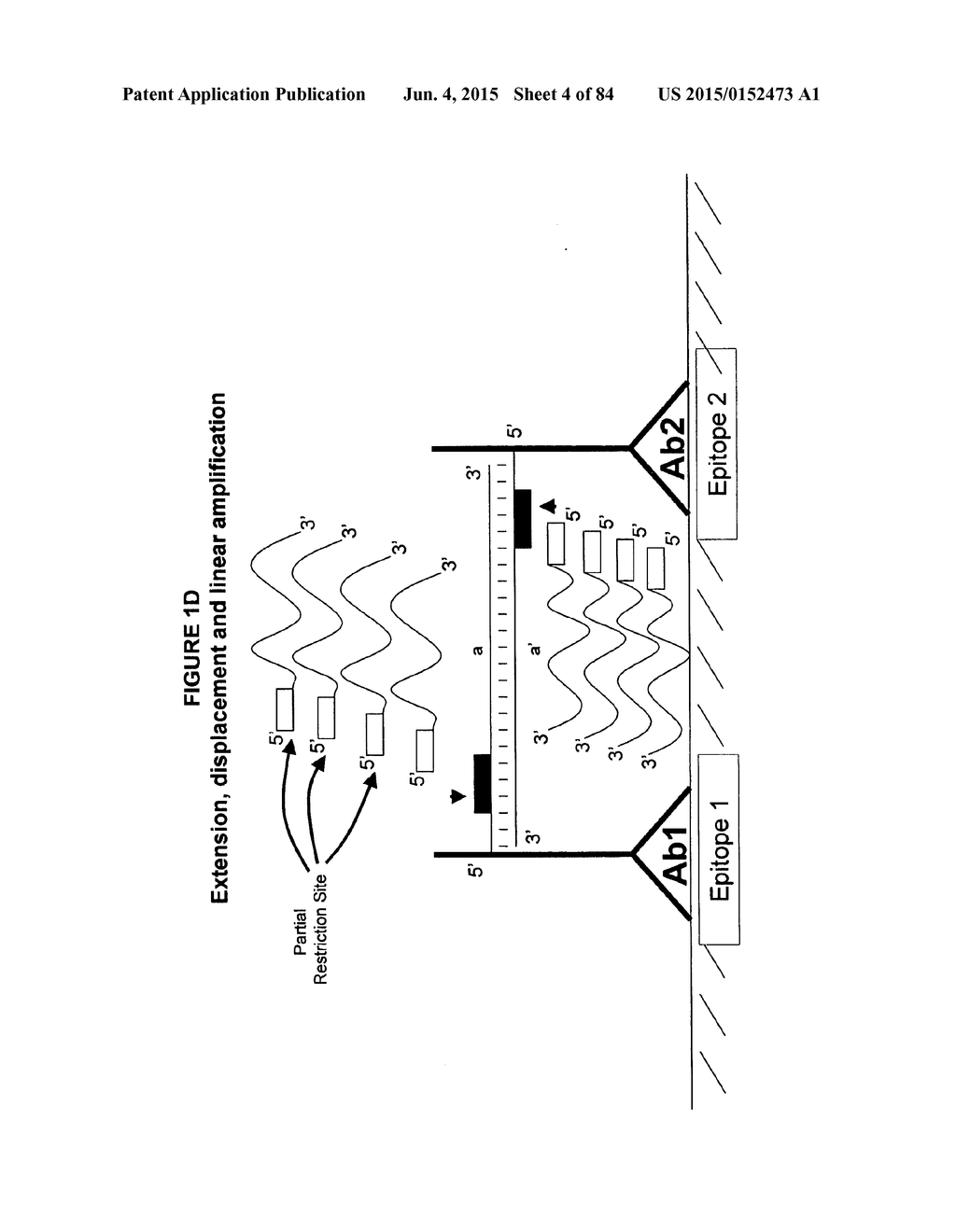 IMMUNO-AMPLIFICATION - diagram, schematic, and image 05