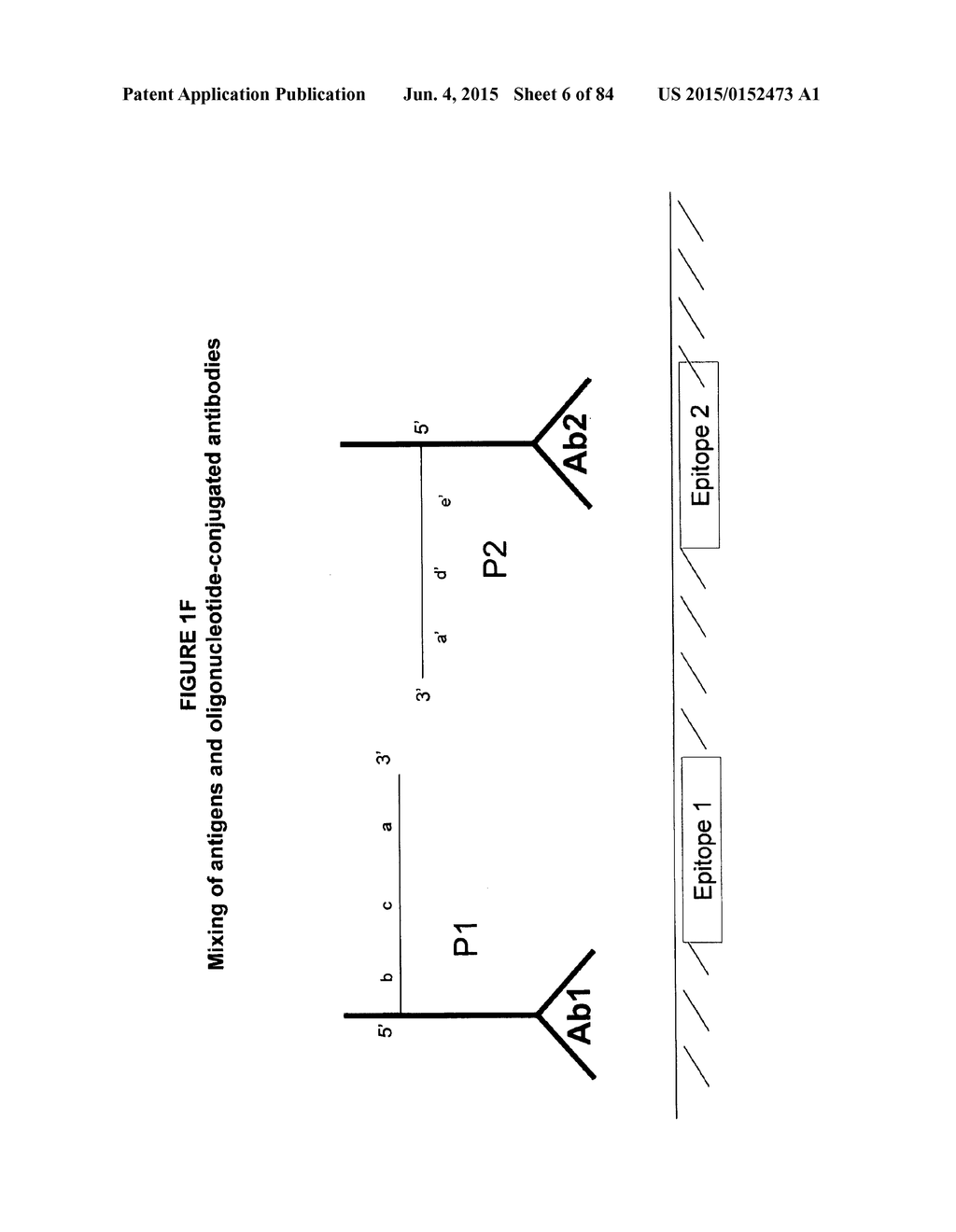 IMMUNO-AMPLIFICATION - diagram, schematic, and image 07