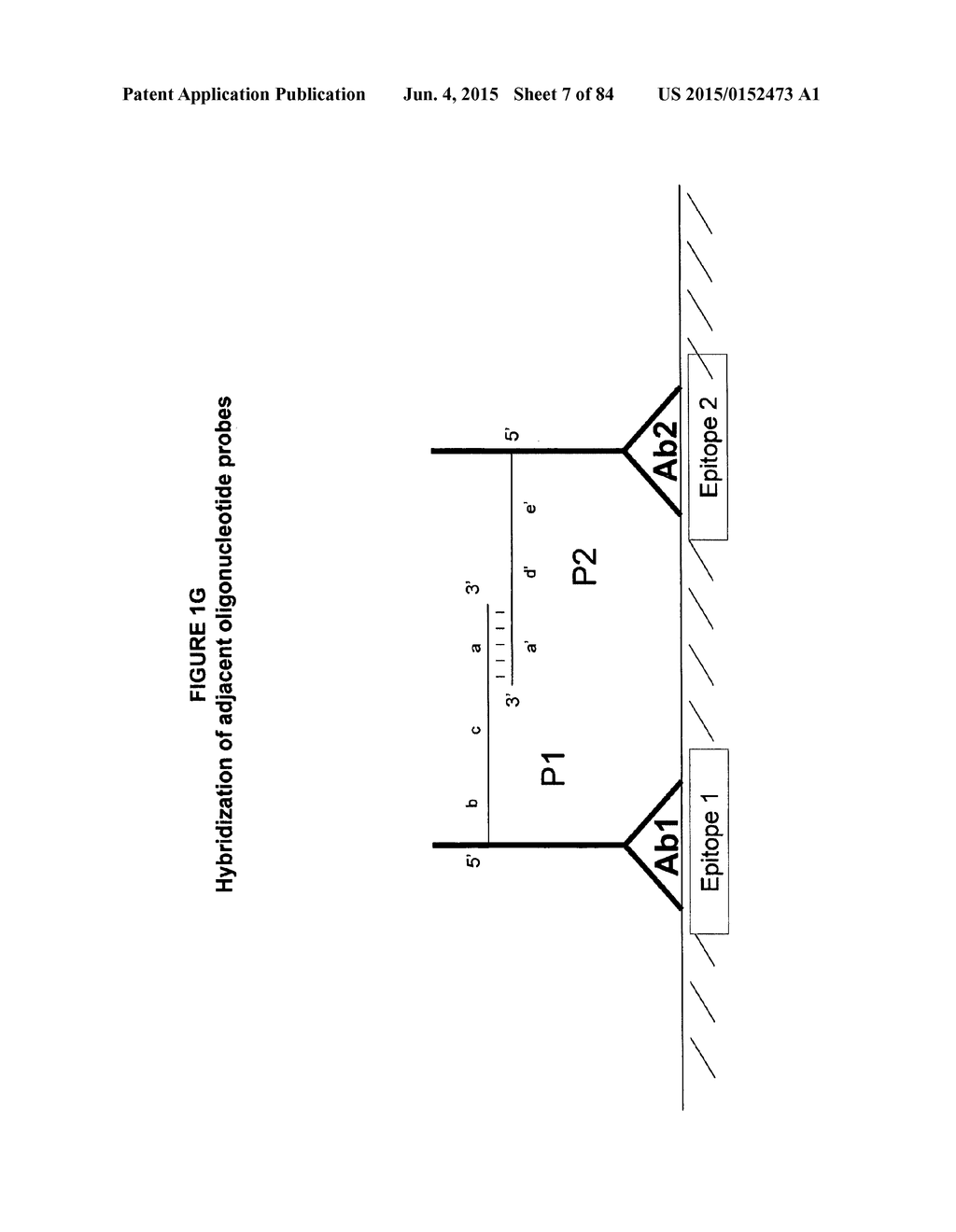 IMMUNO-AMPLIFICATION - diagram, schematic, and image 08