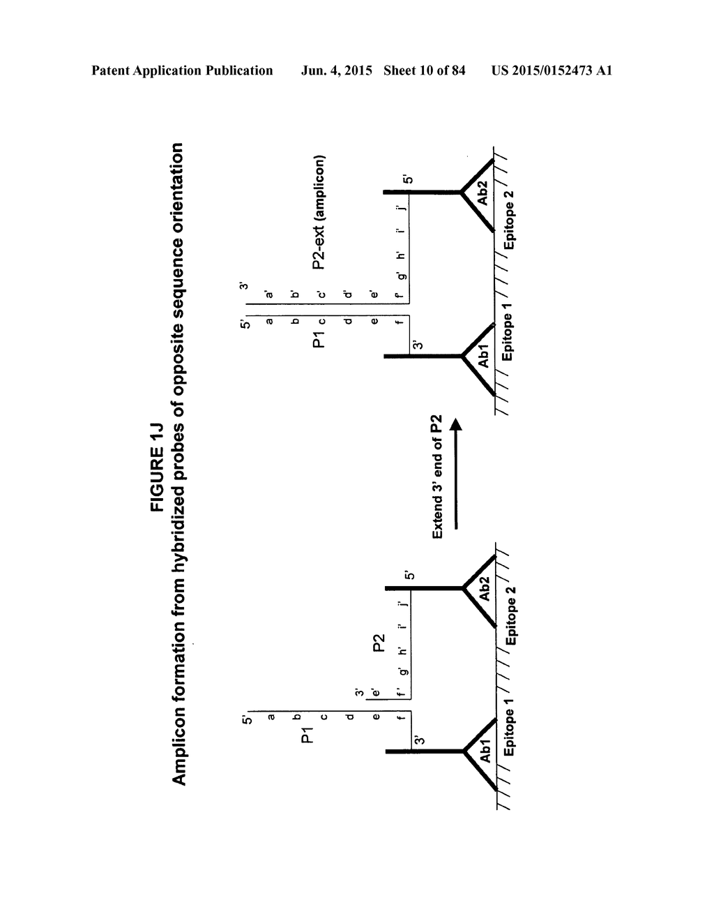 IMMUNO-AMPLIFICATION - diagram, schematic, and image 11