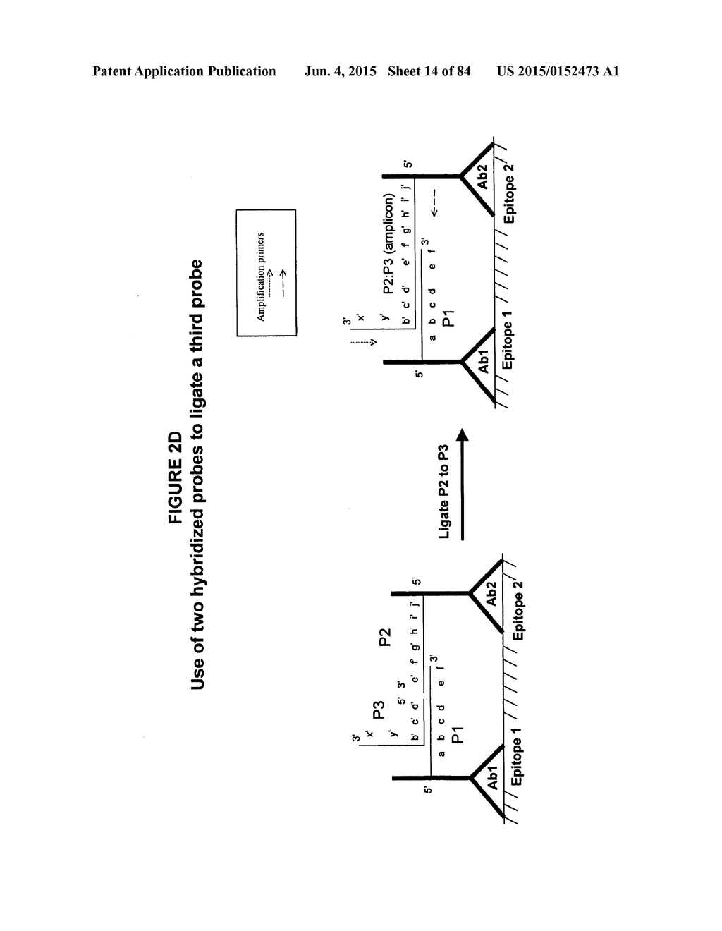 IMMUNO-AMPLIFICATION - diagram, schematic, and image 15