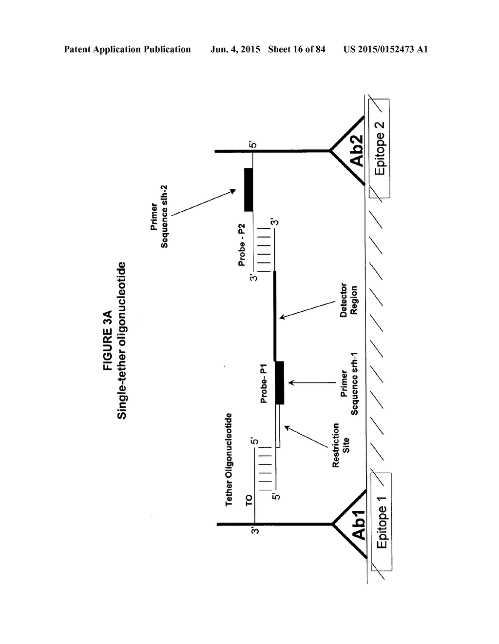 IMMUNO-AMPLIFICATION - diagram, schematic, and image 17