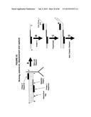 IMMUNO-AMPLIFICATION diagram and image