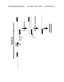 IMMUNO-AMPLIFICATION diagram and image