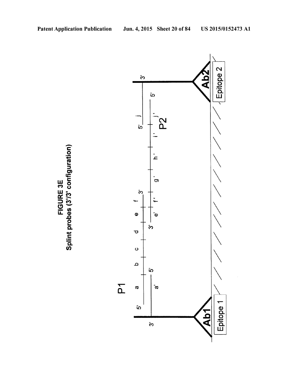 IMMUNO-AMPLIFICATION - diagram, schematic, and image 21