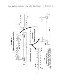 IMMUNO-AMPLIFICATION diagram and image