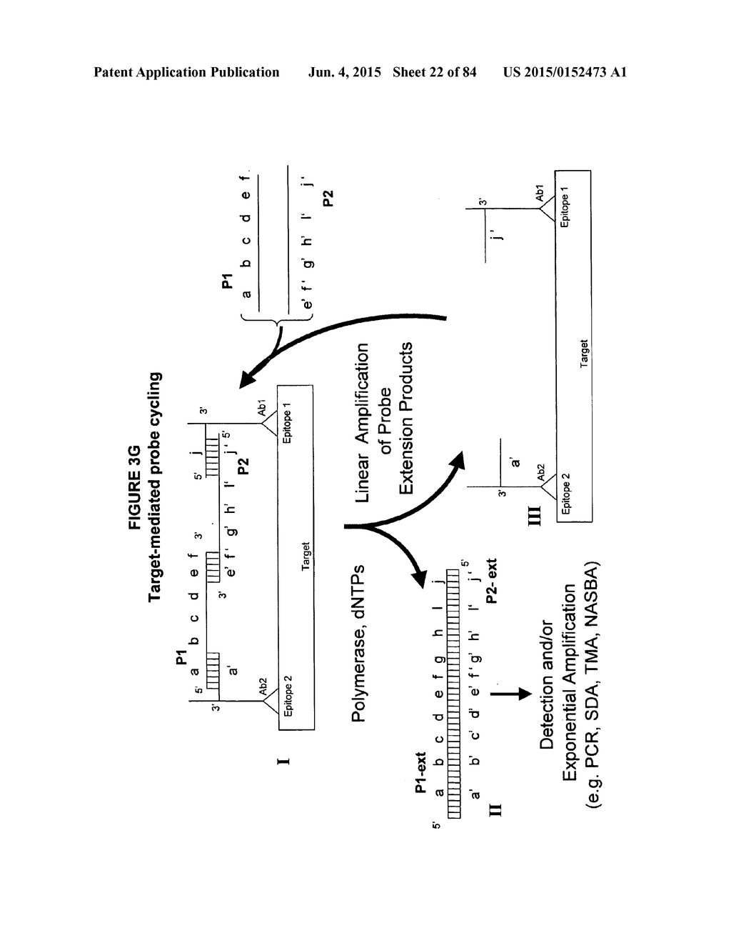 IMMUNO-AMPLIFICATION - diagram, schematic, and image 23