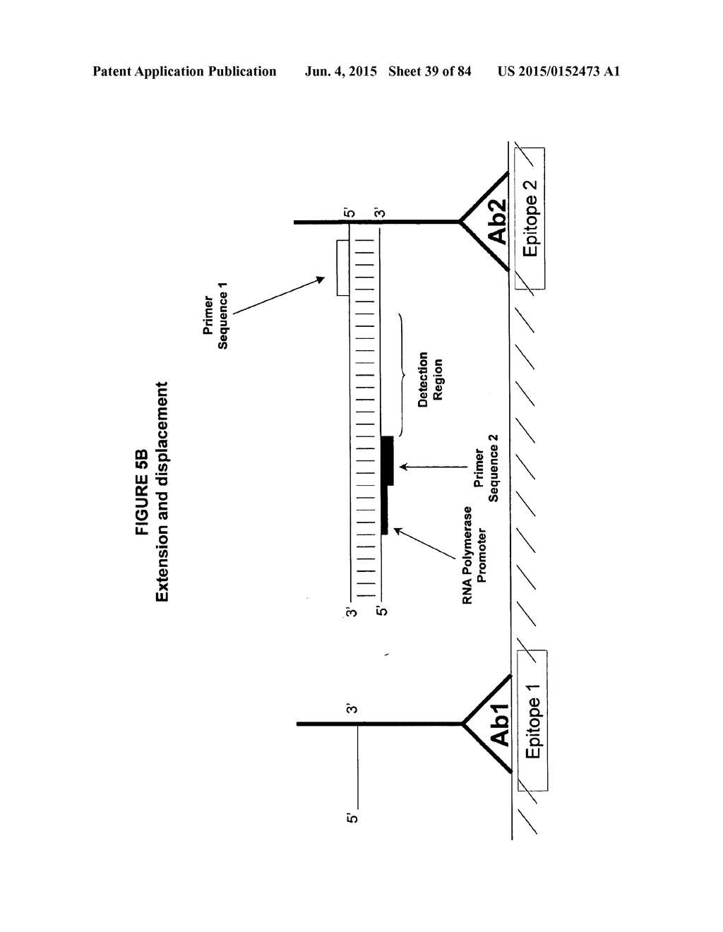 IMMUNO-AMPLIFICATION - diagram, schematic, and image 40