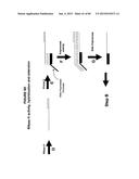 IMMUNO-AMPLIFICATION diagram and image