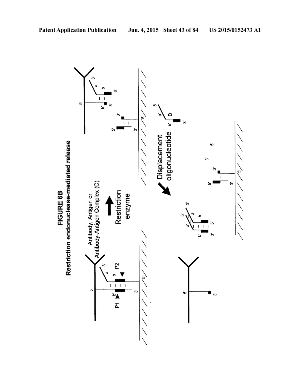 IMMUNO-AMPLIFICATION - diagram, schematic, and image 44