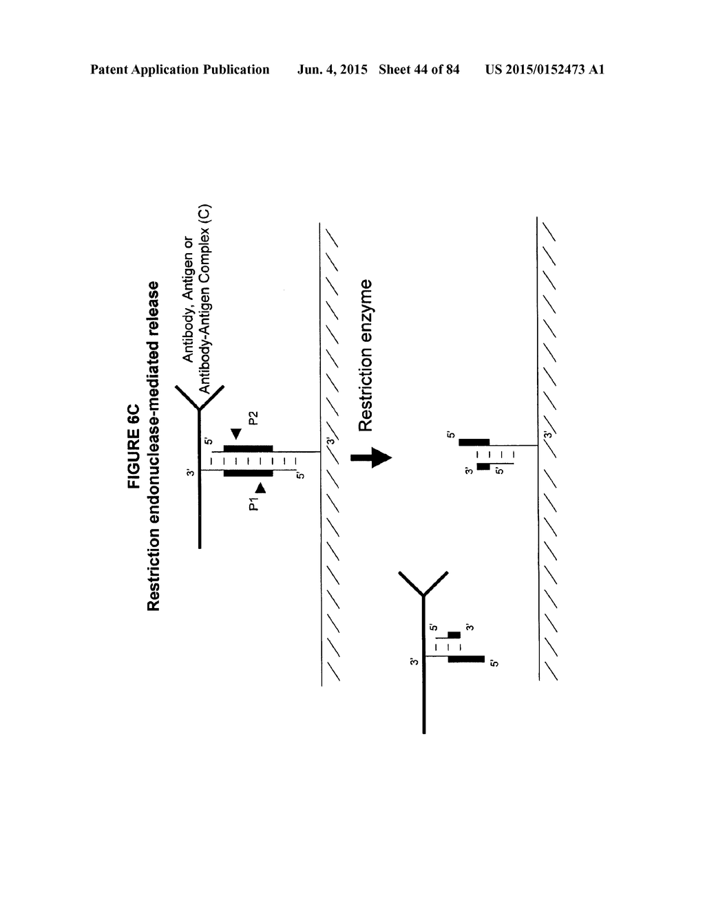 IMMUNO-AMPLIFICATION - diagram, schematic, and image 45