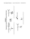 IMMUNO-AMPLIFICATION diagram and image