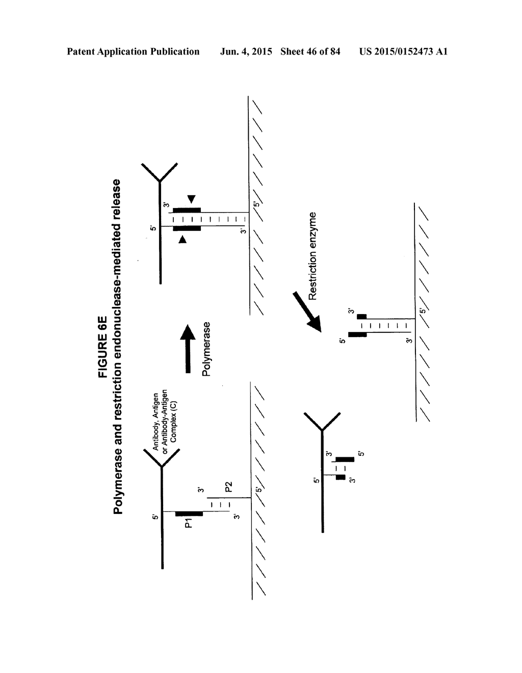 IMMUNO-AMPLIFICATION - diagram, schematic, and image 47