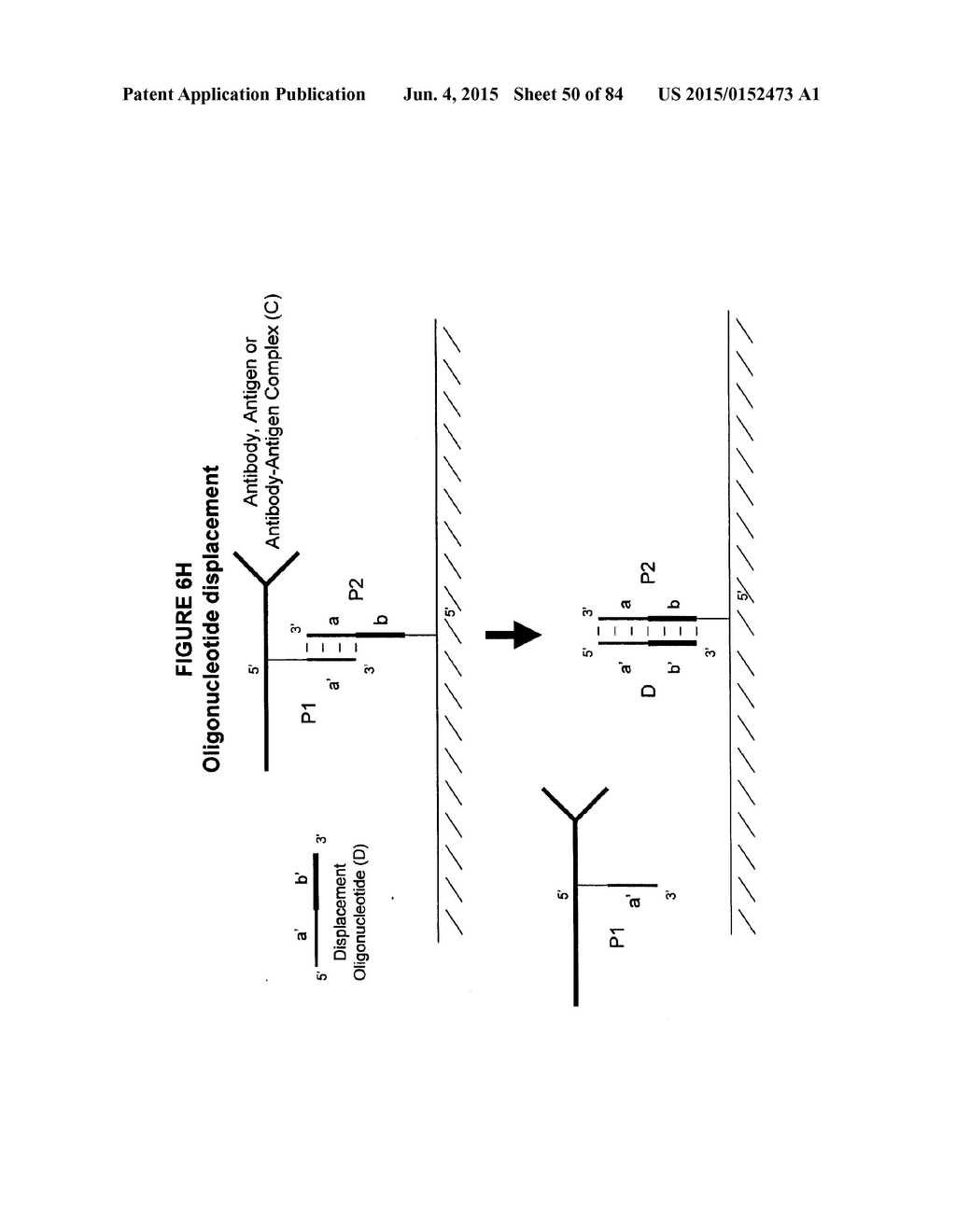 IMMUNO-AMPLIFICATION - diagram, schematic, and image 51