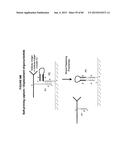 IMMUNO-AMPLIFICATION diagram and image