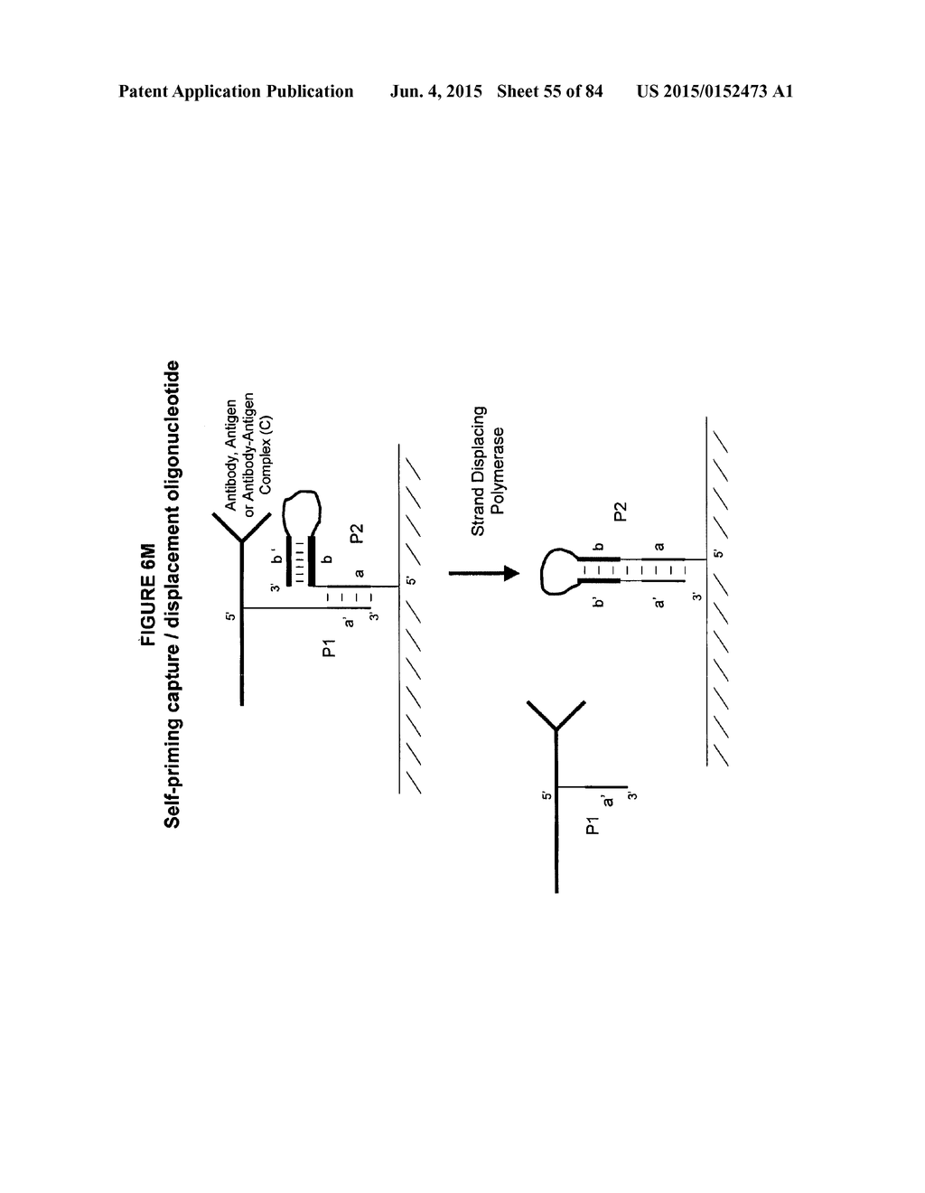 IMMUNO-AMPLIFICATION - diagram, schematic, and image 56