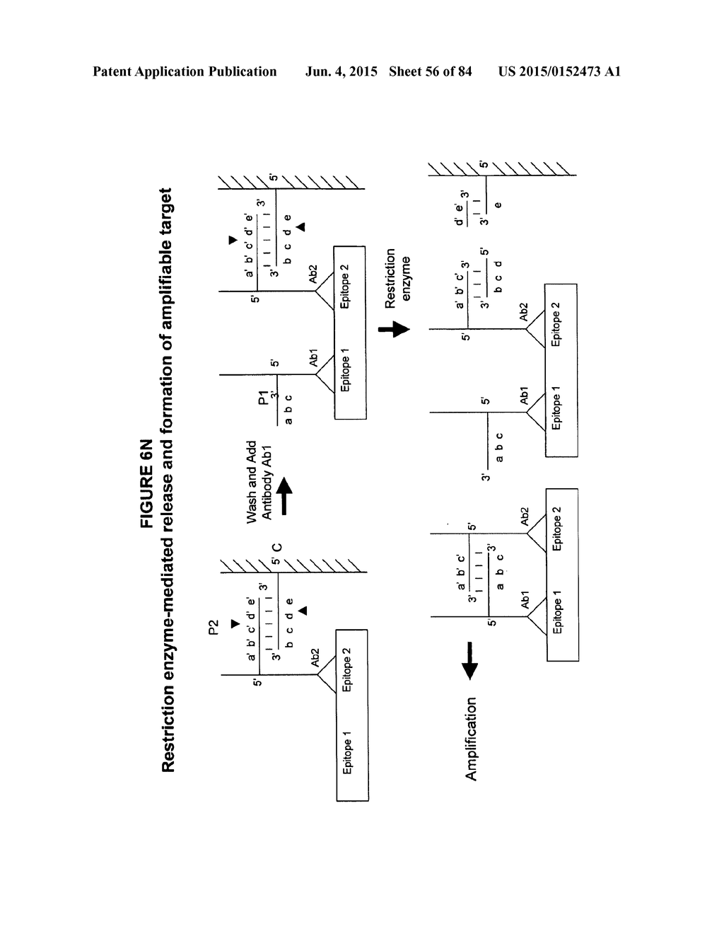 IMMUNO-AMPLIFICATION - diagram, schematic, and image 57