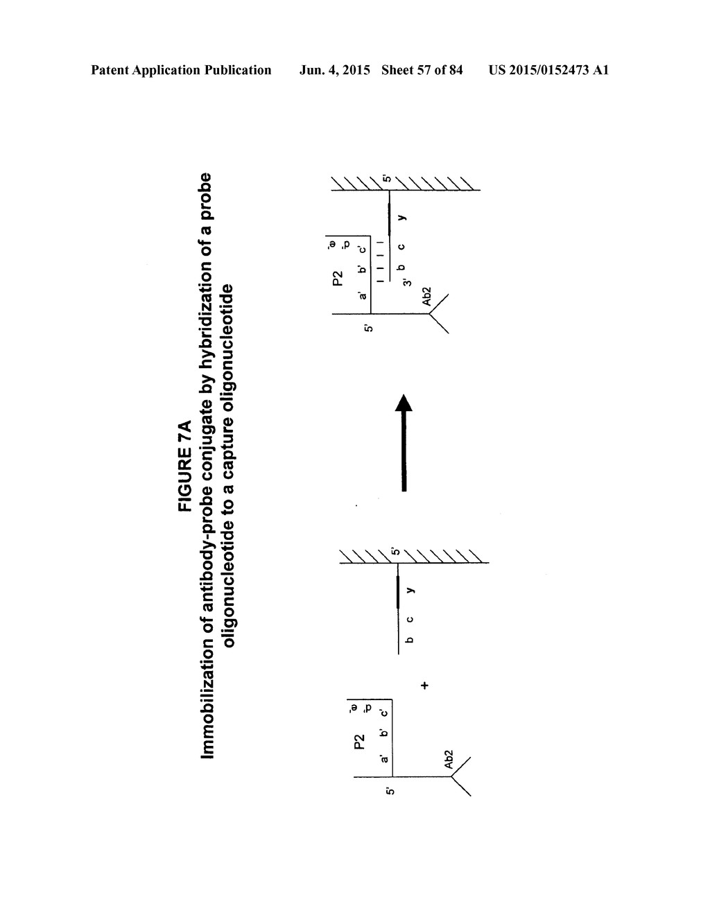 IMMUNO-AMPLIFICATION - diagram, schematic, and image 58