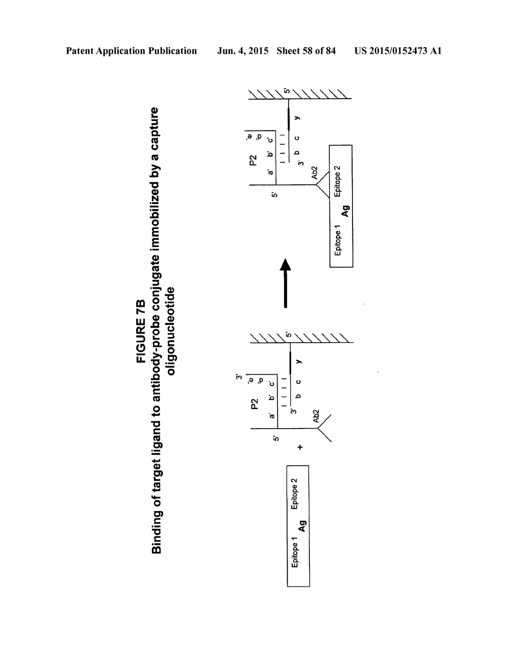 IMMUNO-AMPLIFICATION - diagram, schematic, and image 59