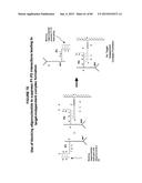 IMMUNO-AMPLIFICATION diagram and image