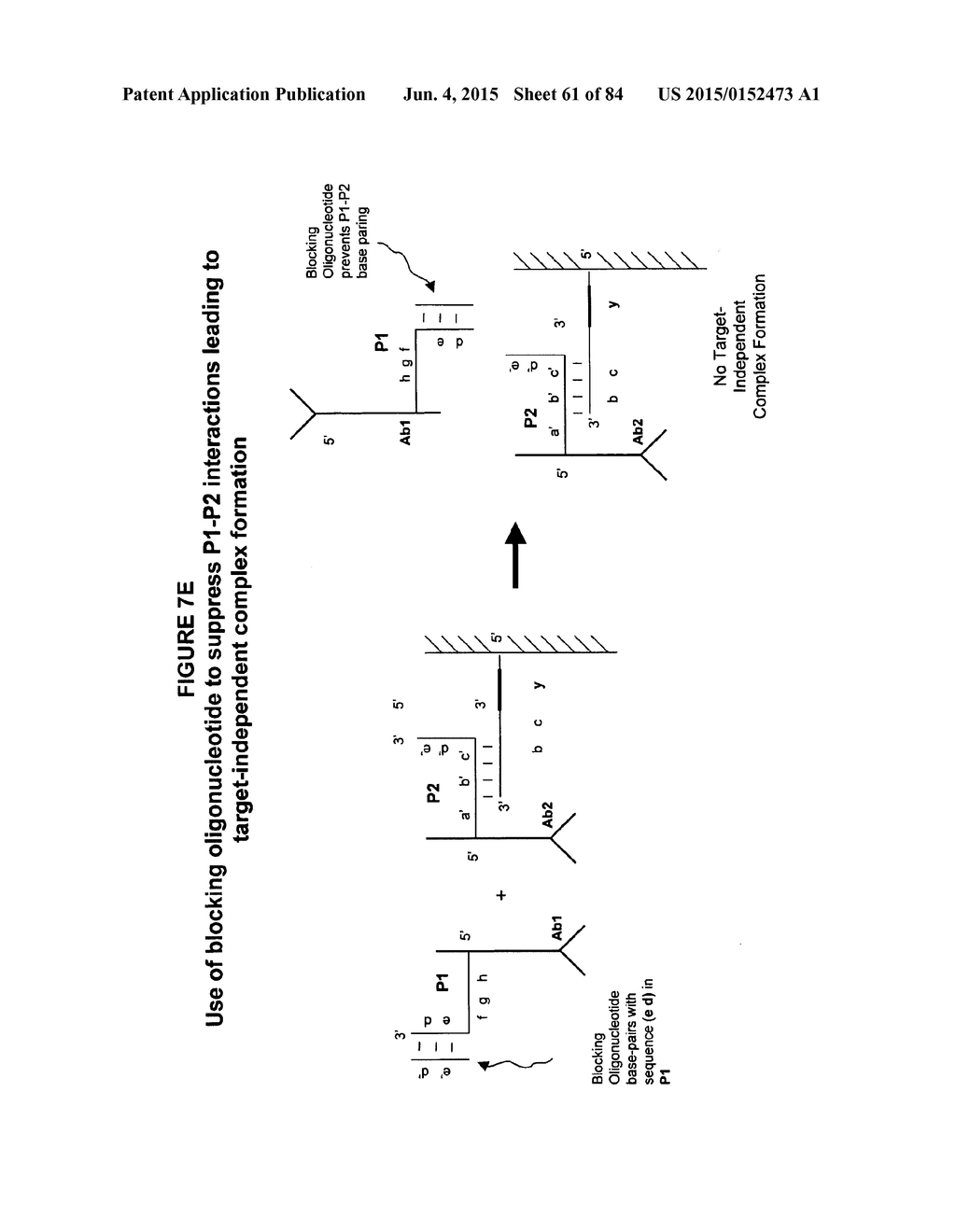 IMMUNO-AMPLIFICATION - diagram, schematic, and image 62